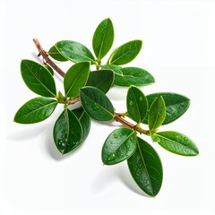 Lush botanical sprig with vibrant green leaves isolated on a clean white background