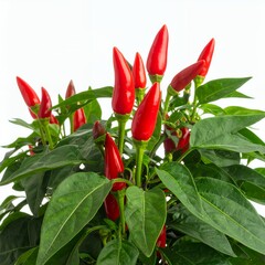 Vibrant display of red chili peppers with lush foliage against a bright background