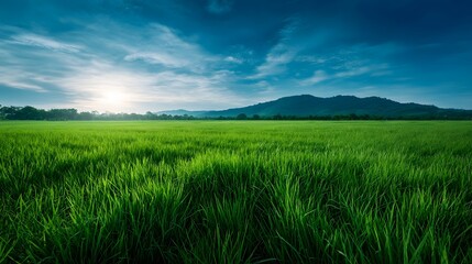 Fototapeta premium Expansive lush green field under a bright blue sky with sun and scattered clouds evoking a sense of natural tranquility and growth