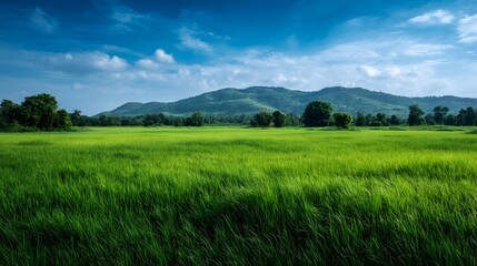 Obraz premium A vibrant green field stretches towards rolling mountains under a clear blue sky with scattered clouds