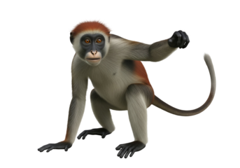 A detailed illustration of a red-shanked douc langur, presented against a plain black backdrop, showcasing its intricate fur patterns and alert expression.