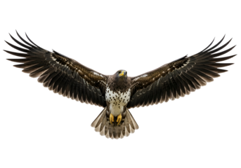 A magnificent raptor spreads its wings in mid-flight against a stark black backdrop, showcasing intricate feather details and a powerful silhouette.