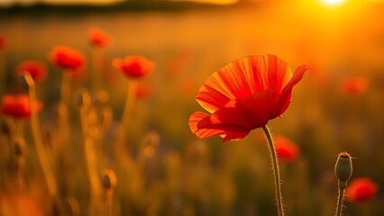 Naklejka premium Lone red poppy blooming in a golden field bathed in the soft light of sunset, evoking tranquility.