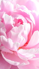 Beautiful Pink Peony Close-up.