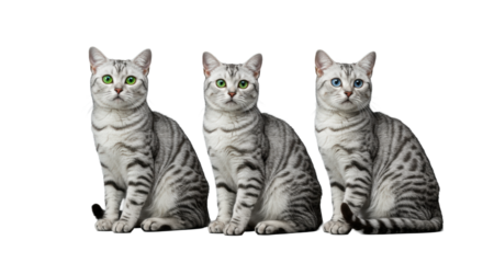 Three pristine silver tabby American Shorthair cats, precise row, polished silver tag, seamless transparent studio background, luxury pet ad concept