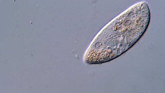 Ciliates under microscope, protozoa microorganism 