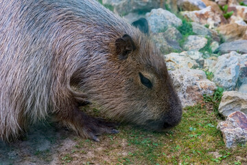 Kapibara kapibara kapibara ka pi ba ra – gryzoń poszukujący roślinnych przysmaków. Kapibara (Hydrochoerus hydrochaeris) o szorstkim, brązowym futrze ukazana jest pasąca się na trawie.  © Grzegorz