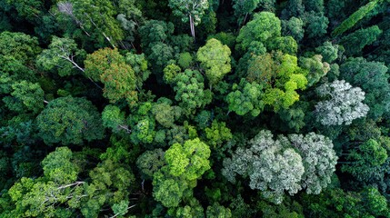 Dense Tropical Rainforest Canopy From Above