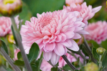 Beautiful Korean chrysanthemum variety Pink Flamingo in full bloom. Close-up of delicate pink petals, symbol of autumn flowers and garden elegance.
