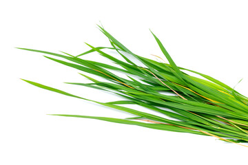 Natural green rice leaves or grass leaves isolated on white background - top view