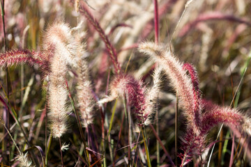 Fountain grass or pennisetum alopecuroides
