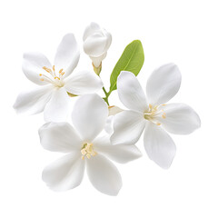 White Blossoms: A delicate sprig of white flowers, each petal meticulously detailed, blossoms against a pristine backdrop, evoking a sense of purity and natural elegance. 
