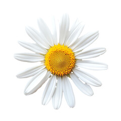 Daisy's Sunny Embrace: A vibrant daisy, its bright white petals radiating from a golden core, offers a moment of pure, sun-kissed joy. 