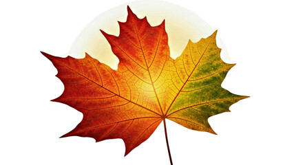 Fototapeta premium 3D Close-up of Maple Leaf with Rich Textures and Soft Seasonal Glow