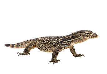 Fototapeta premium A lizard with intricate patterns and bold markings displays a side profile against a plain black background.