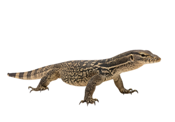 A lizard with intricate patterns and bold markings displays a side profile against a plain black background.