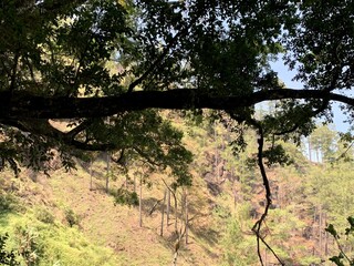 tree in the park