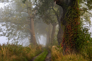Jesienny, mglisty poranek, jesienna aleja, krajobraz, tapeta. © mycatherina