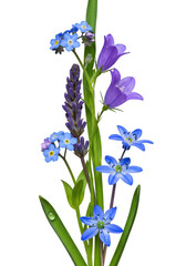 Pristine blue forget-me-nots, purple campanula, lavender, and scilla blooms with vibrant green stems, single water droplet on petal, against seamless transparent. Concept of botanical elegance