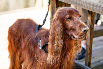 Irish Setter dog or Irish Red Setter, an elegant hunting dog. Cute pet animal portrait