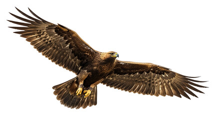 Majestic Eagle in Flight: A magnificent golden eagle soars gracefully through the sky, its powerful wings extended, embodying freedom and strength. Capture its aerial prowess against a clear sky.