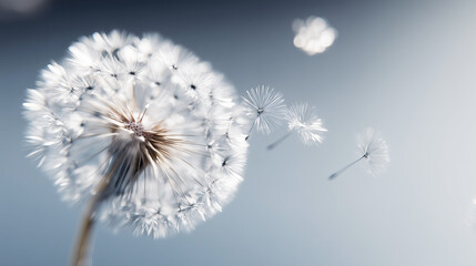 Obraz premium Dandelion seeds dispersing on a bright day against a clear blue sky in Spring