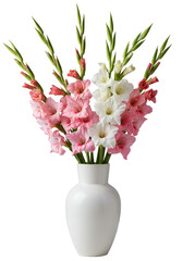 transparent modern vase with a vibrant bouquet of pink and white gladiolus, shot at 45-degrees against a transparent studio background, concept of elegant floral design