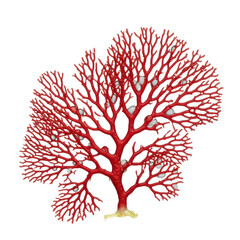 Vibrant red macroalgae seaweed, intricate lace-like branching and coral texture, with glistening water droplets, isolated on seamless transparent, sharp studio macro focus, scientific elegance concept