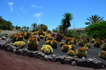 oasis wildlife on Fuerteventura