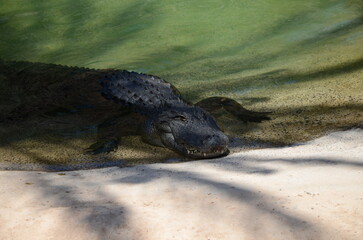 alligator in the water