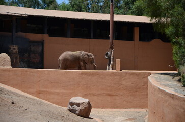 elephant at the zoo
