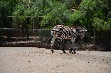 A zebra standing on a grassy plain in a natural park