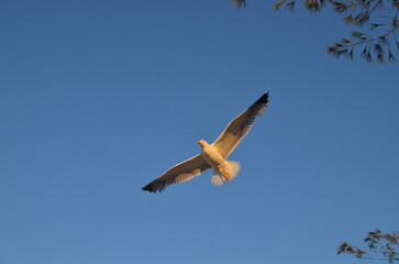Seagull against the sky