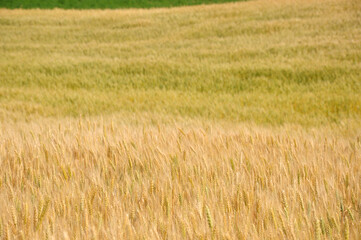 Yellow and green wheat field. Ears of ripe wheat.