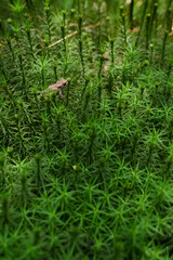 green moss in the forest