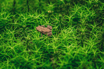 frog on the grass