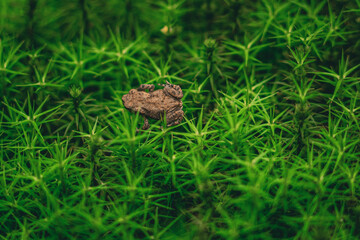 Obraz premium frog on the grass
