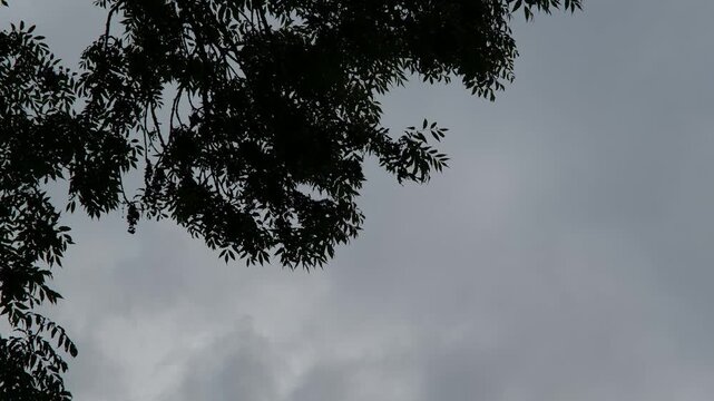 Graue tr&uuml;be Stimmung in der Natur, Wetterumschwung im Herbst, Baum Bl&auml;tter unter Bew&ouml;lktem Himmel