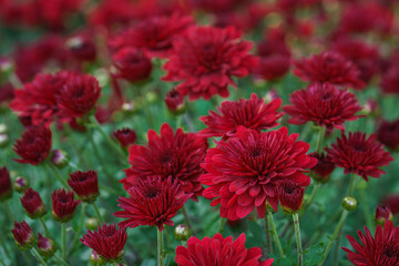 Beautiful dark red, burgundy koreean garden chrysanthemum flowers in full autumn bloom, in fall garden, creating bright seasonal floral background, wallpaper