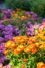 Colorful yellow and orange korean garden chrysanthemum flower bushes blooming in autumn garden on colorful flower background, glowing under sunlight. Fall background, floral wallpaper