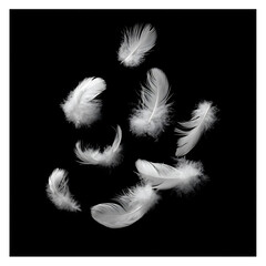 Obraz premium White Feathers Floating on Black Background Minimalist Concept