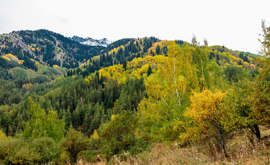 Naklejka premium mountain landscape with yellow flowers