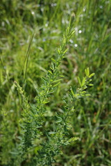 秋の朝日を浴びて、ヒメムカシヨモギが輝いています。細かな白い花と柔らかな草姿が朝の光に照らされ、野に清らかな雰囲気を漂わせています。