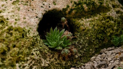 a small rock garden with plants
