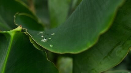 Water droplets shine on the fresh green leaves.