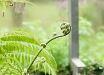 Indian fern (Fiddlehead), young twisted fern leaf, spiral form