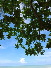 Vibrant Green Tree with Dense Foliage and Clear Blue Sky in the Background Du Sunny Day with Bright...