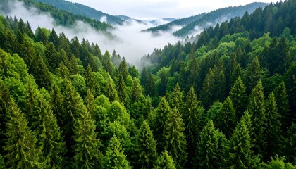 Obraz premium Misty mountain forest from above