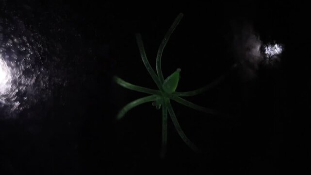Un primer plano de una ara&ntilde;a de color verde fosforescente en una telara&ntilde;a con una luz blanca en un fondo negro. Feliz d&iacute;a de Halloween