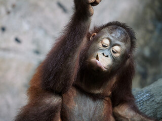 Baby Bornean Orang Utan Kalimantan enjoying meal and showing funny expression
